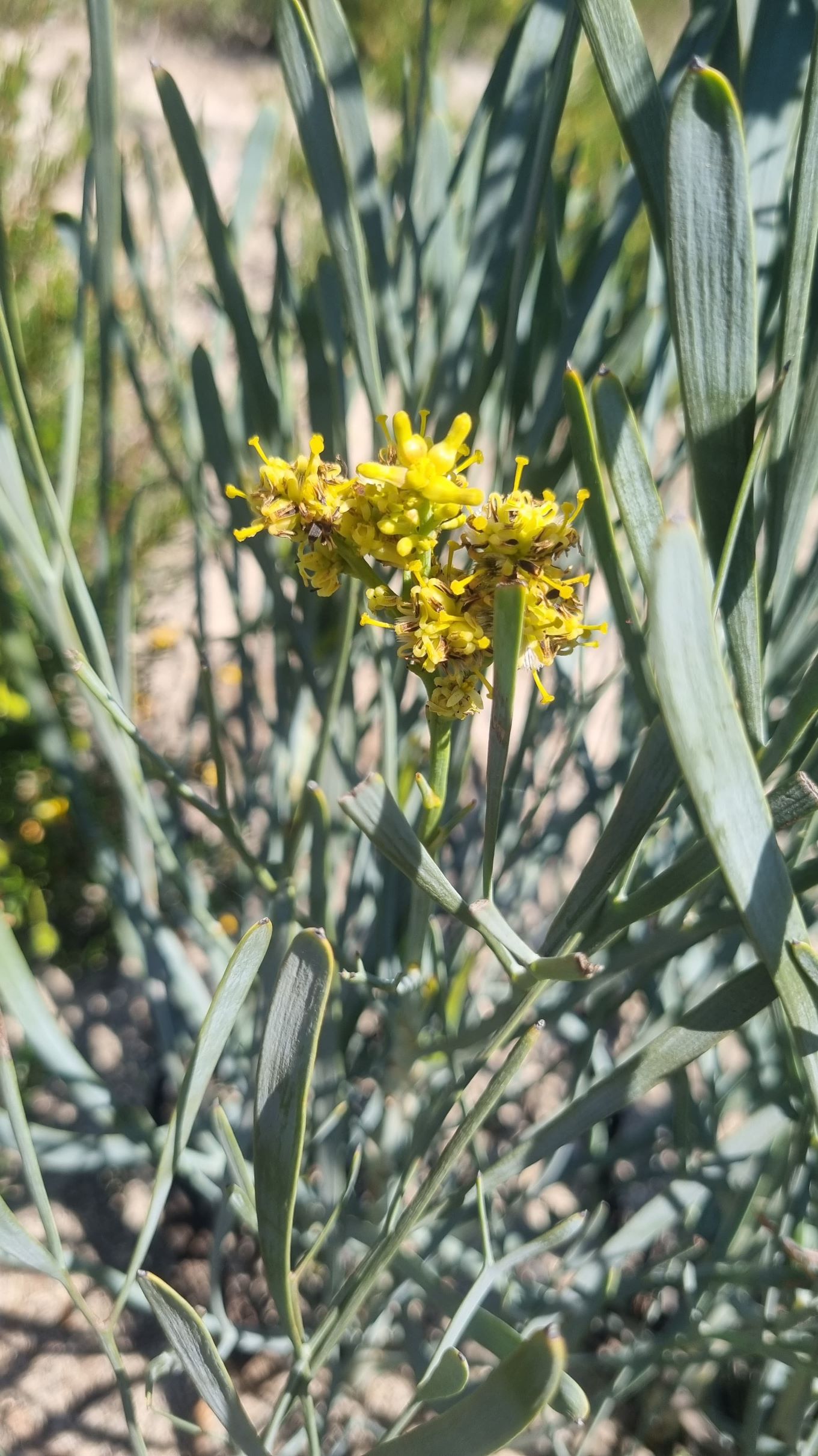 latifolia